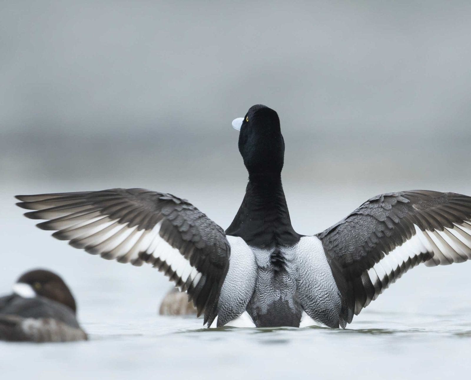 A greater Scaup diving duck opens his wings on open water.