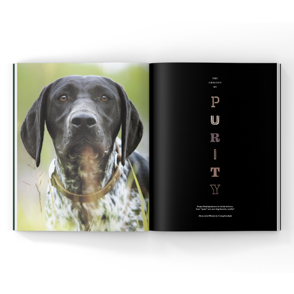 A Gun Dog Magazine Article spread