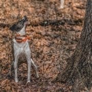 A dog barks at a squirrel in a tree while hunting