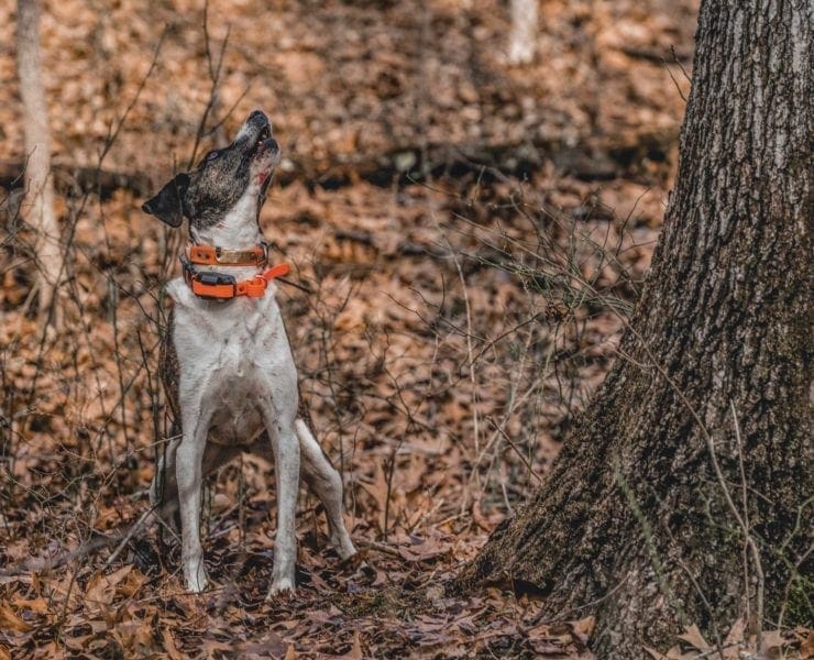 A dog barks at a squirrel in a tree while hunting