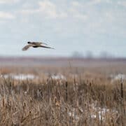 A ringneck pheasant flushes in the snow in the late season.