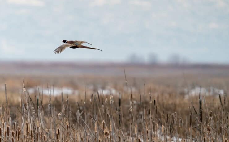 A ringneck pheasant flushes in the snow in the late season.