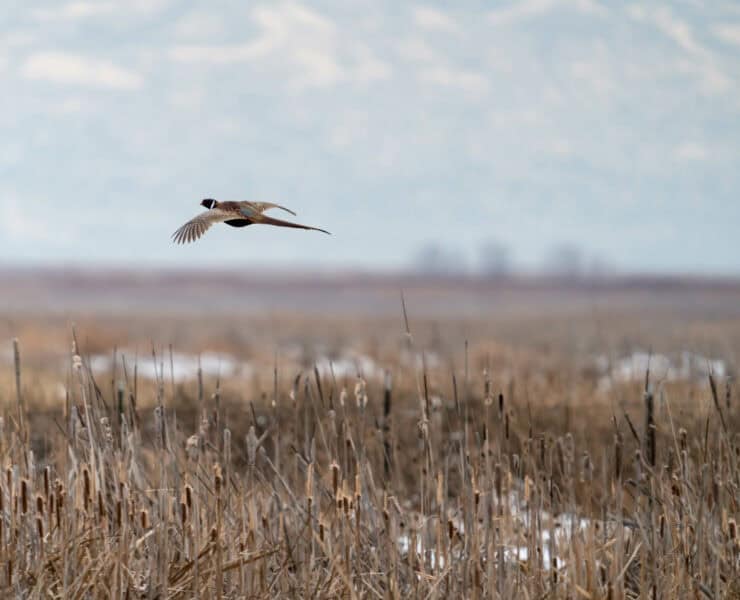 A ringneck pheasant flushes in the snow in the late season.