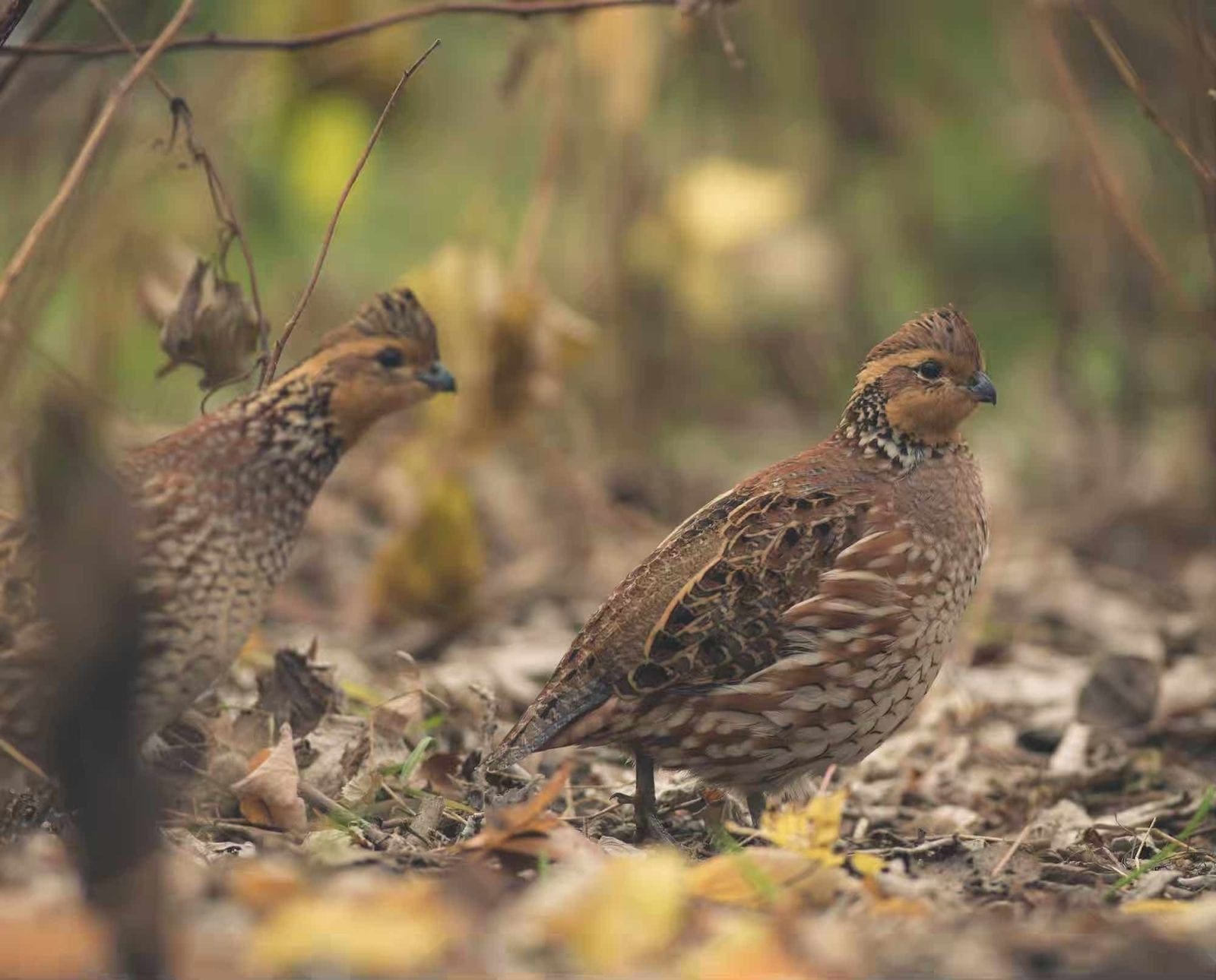 A pair of female bobwhite quail