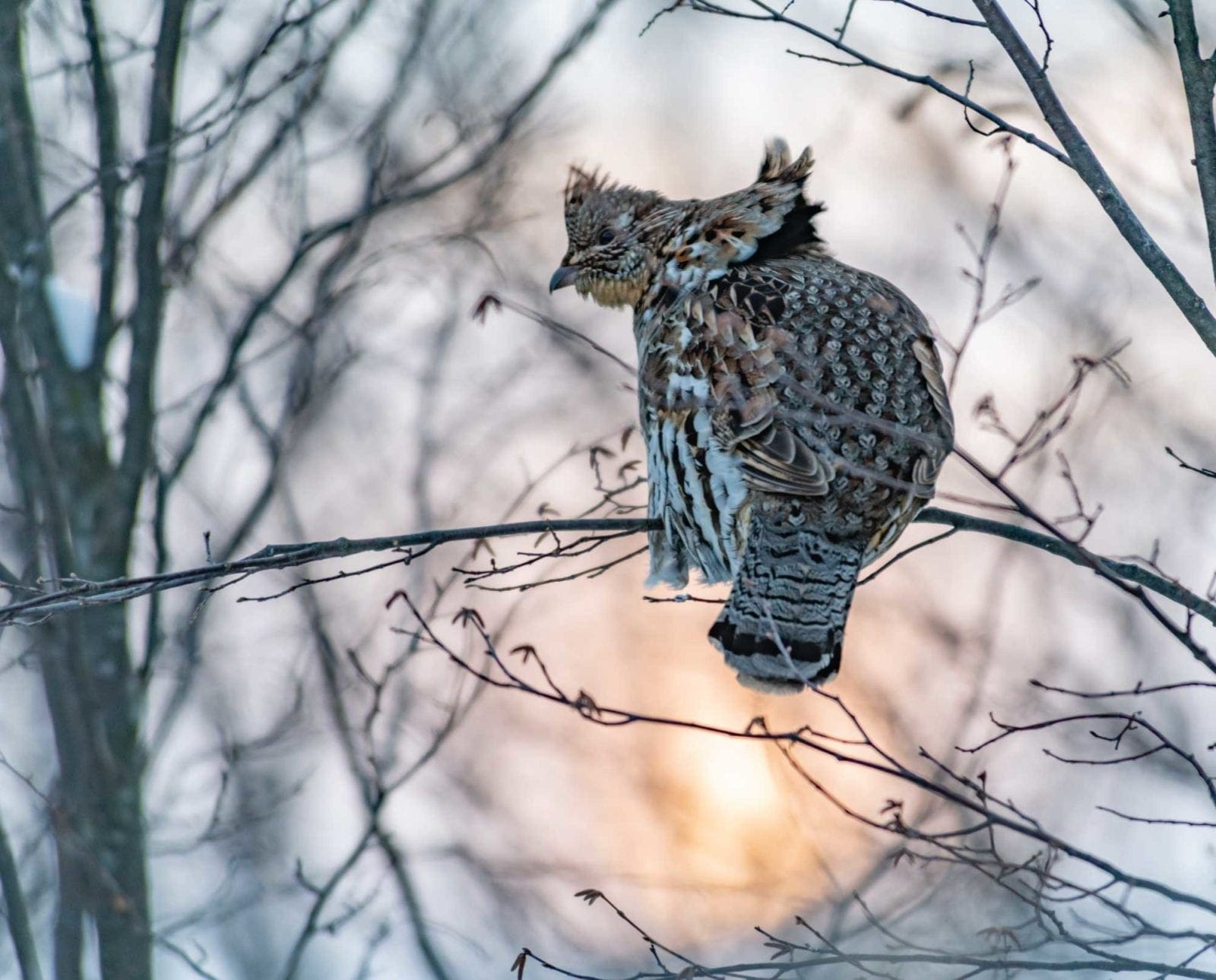 A ruffed grouse on a tree limb in a working forest.