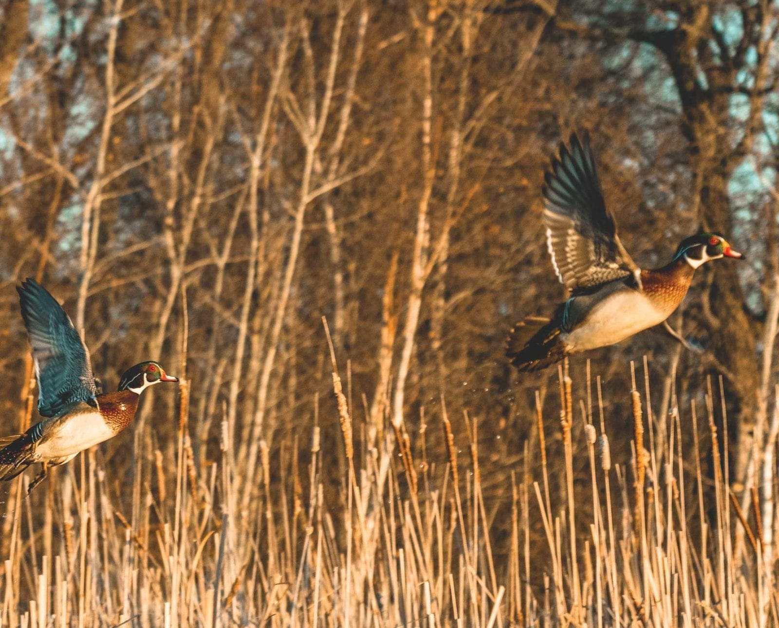 Two male wood ducks fly against a wooded background