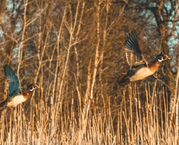 Two male wood ducks fly against a wooded background