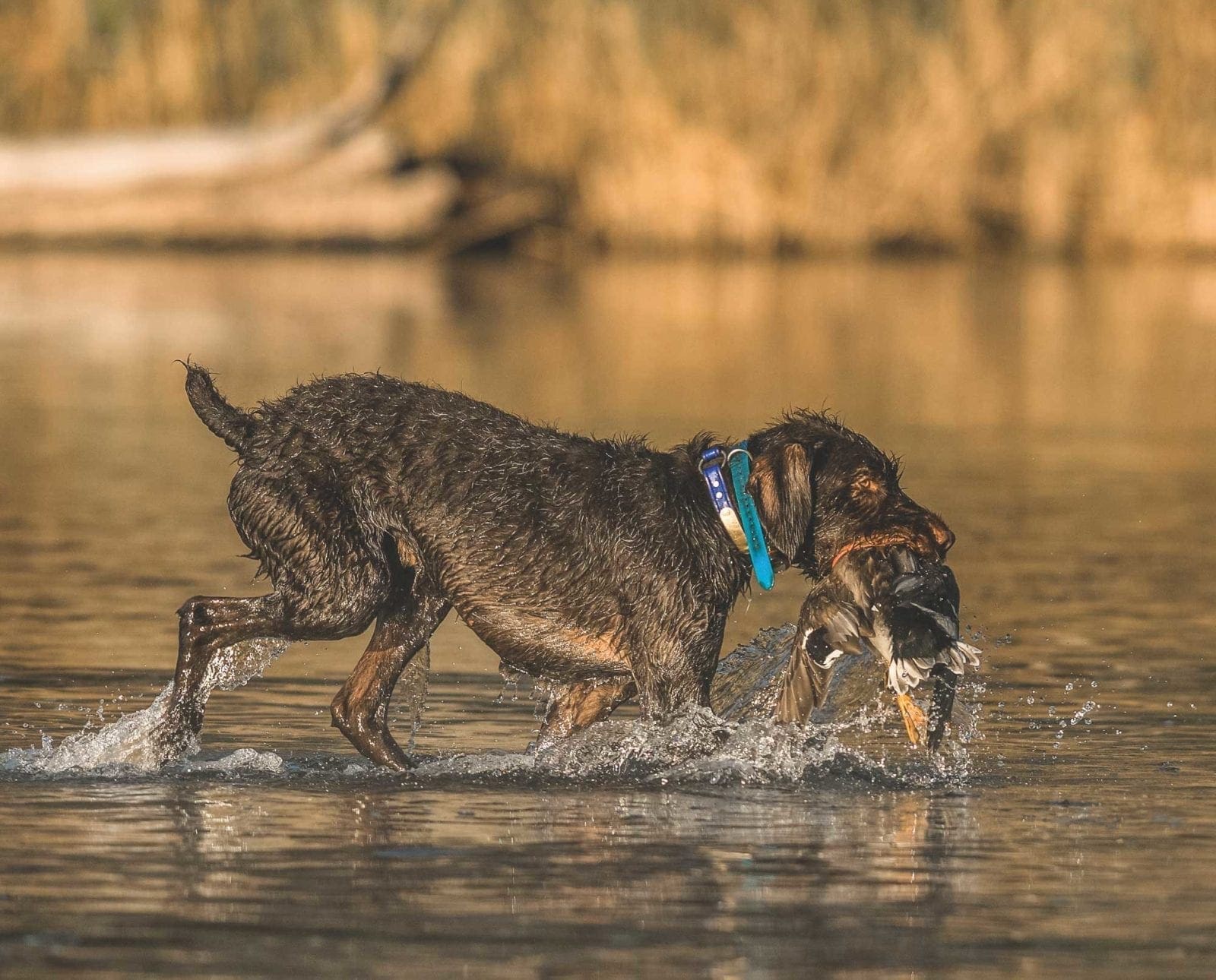 A German Wirehaired Pointer retrieves a duck from a lake