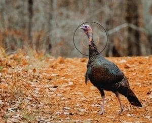 a look at shot placement on a turkey