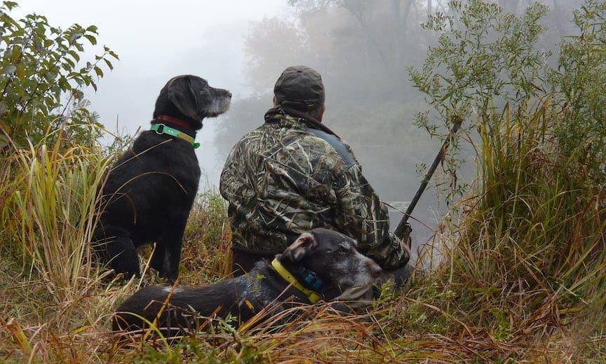 A duck hunter waits with two German Wirehaired Pointer dogs