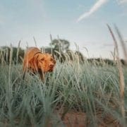 A Hungarian Vizsla holds an intense point while hunting