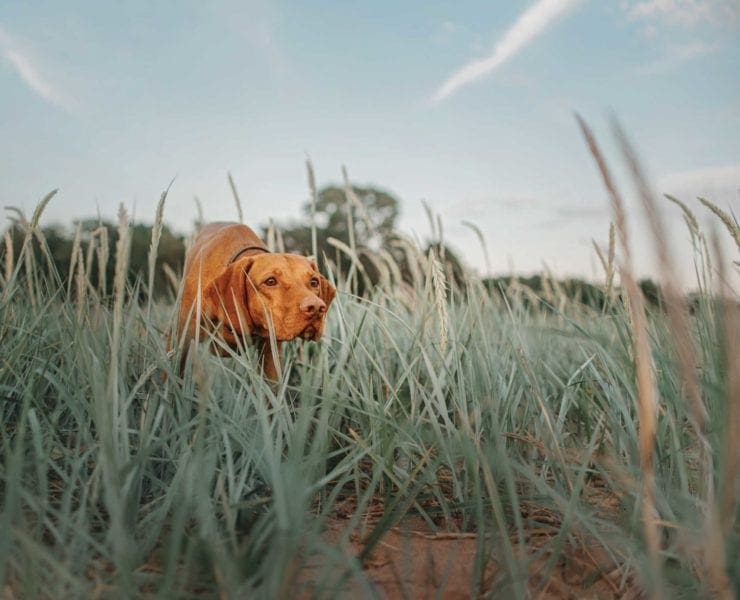A Hungarian Vizsla holds an intense point while hunting