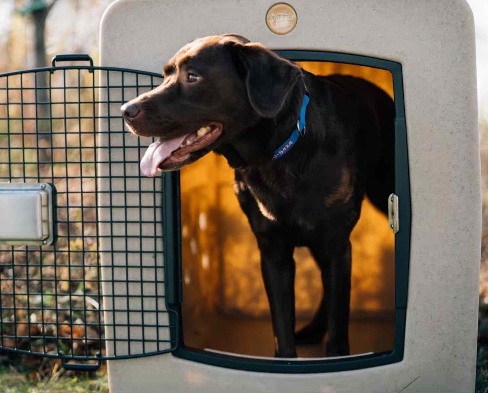 A chocolate lab in a Dakota283 kennel for crate training