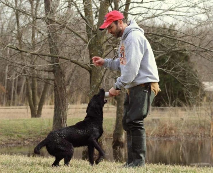 A man training a black Labrador Retriever