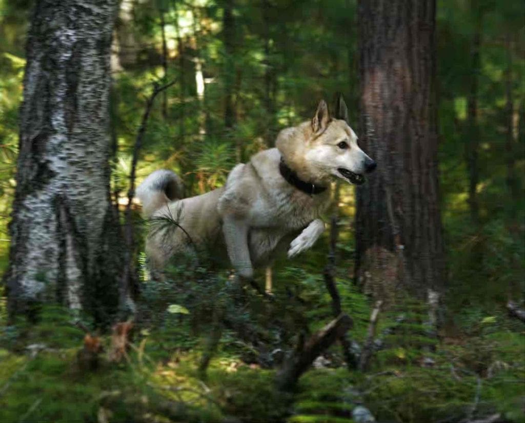 A hunting Laika runs through a Russian boreal forest