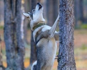A Siberian Laika trees wild game while hunting