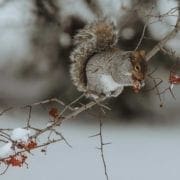 A gray squirrel in a tree during hunting season