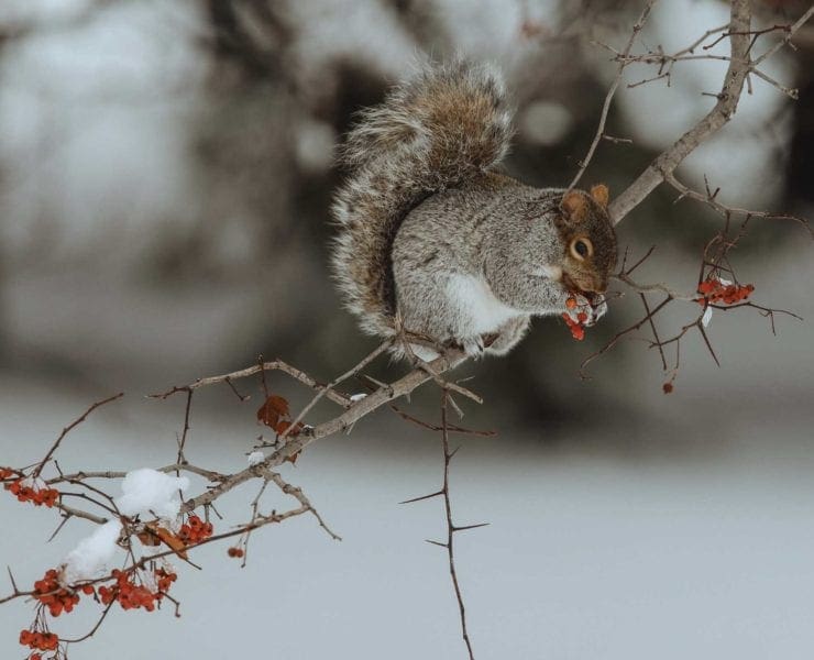 A gray squirrel in a tree during hunting season