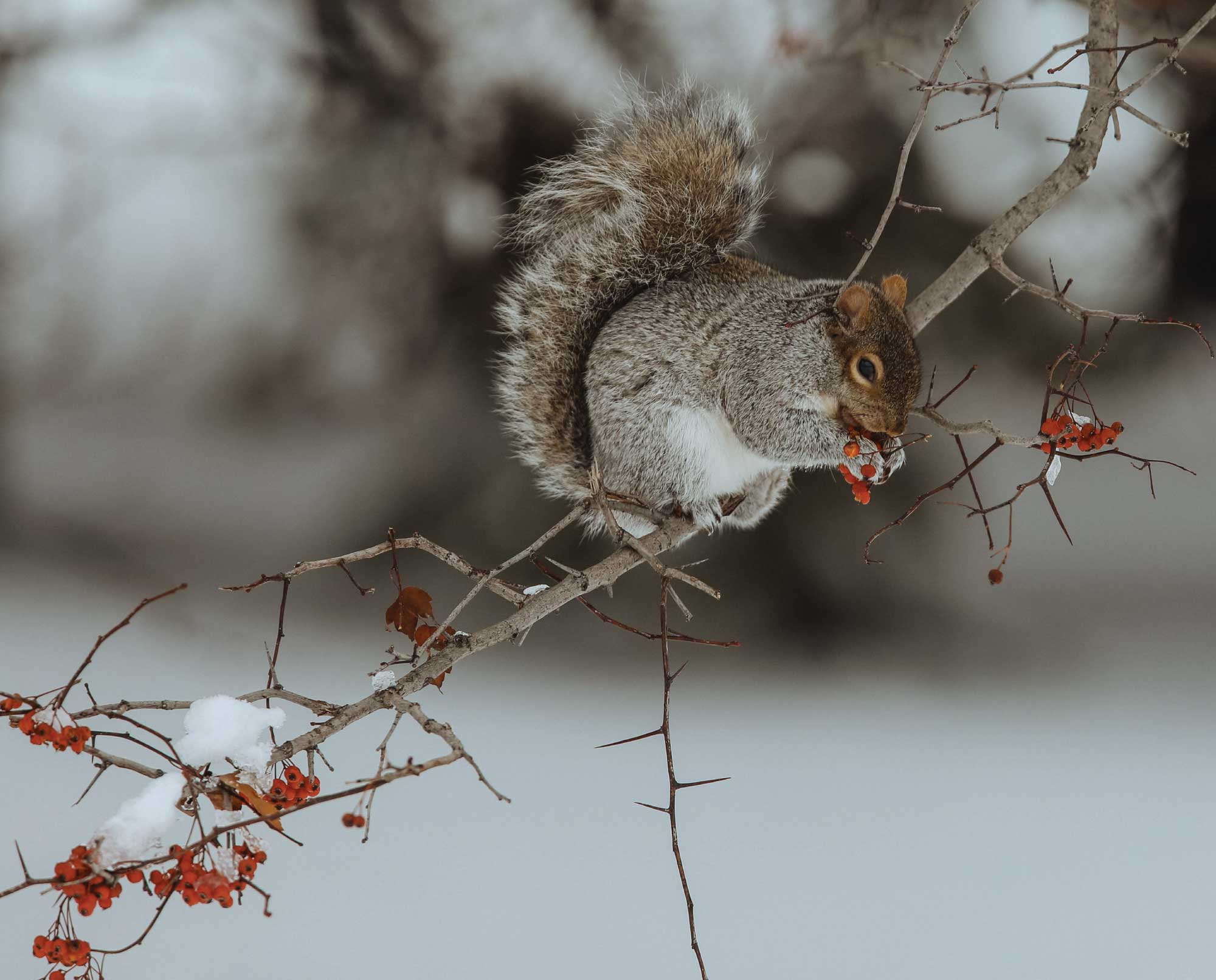 are squirrels bad for dogs