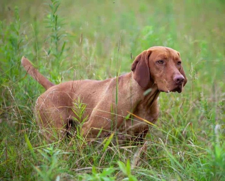 Vizsla Breed Information, Character, Form, and History