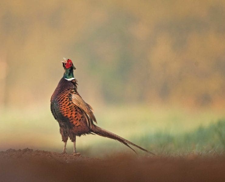 A pheasant rooster calls in a field.