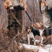 A pack of beagles ready to hunt rabbit