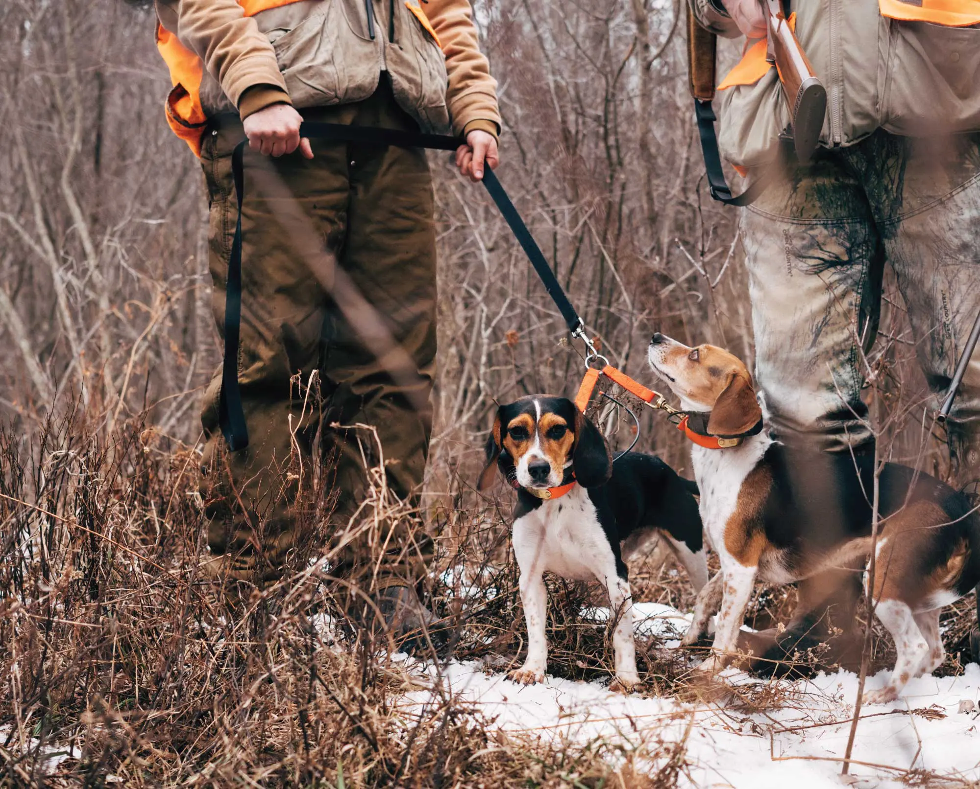 Rabbit Hunting Video with Beagles - Hunting Dog Confidential