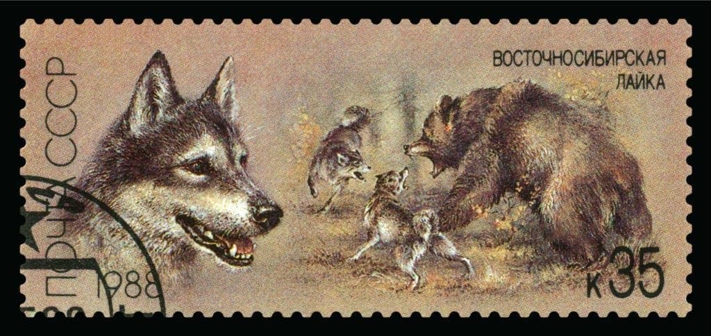 Multiple Siberian Laika fight a bear on a Russian stamp. 