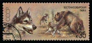 Multiple Siberian Laika fight a bear on a Russian stamp.