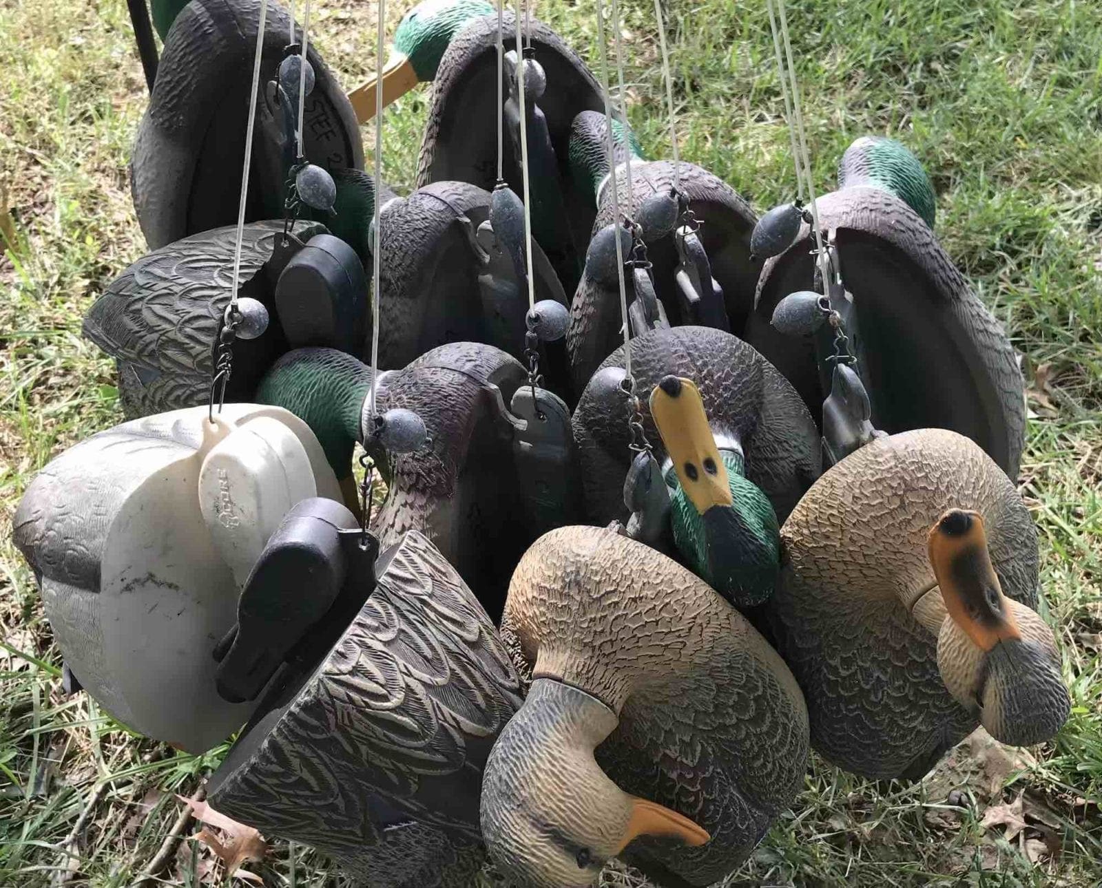 Duck decoys with Texas rigged decoy weights hang in a group