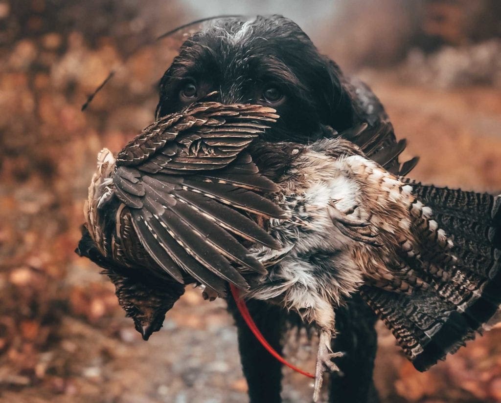 A wirehaired pointing griffon retrieves a  ruffed grouse. 