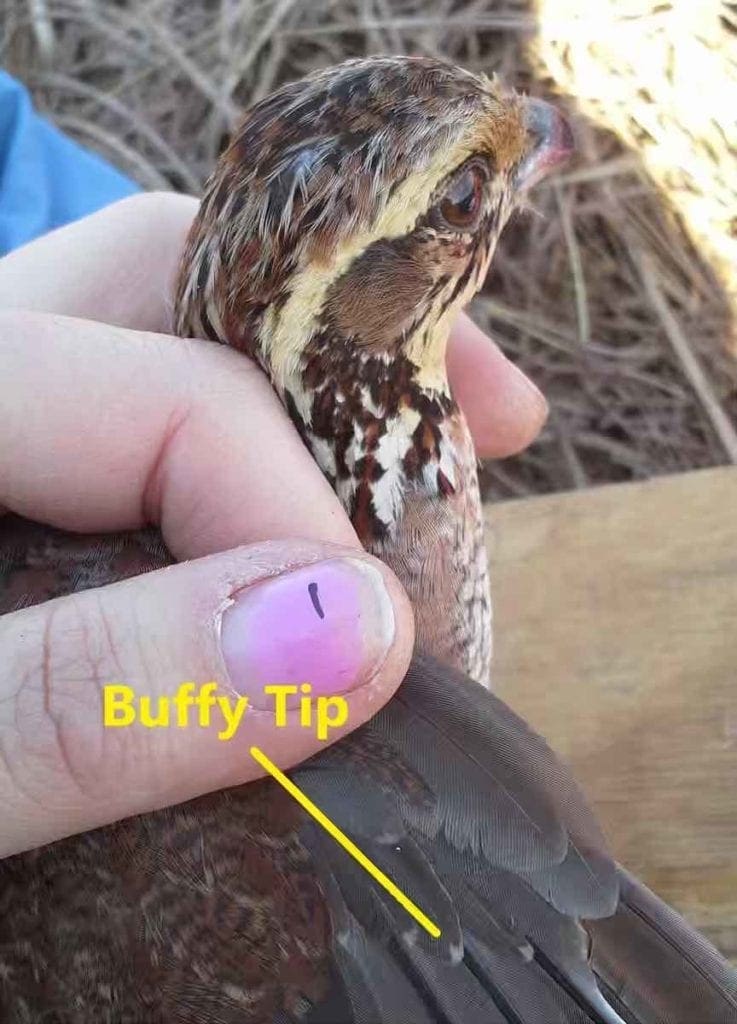 Showing a buffy tip on a quail
