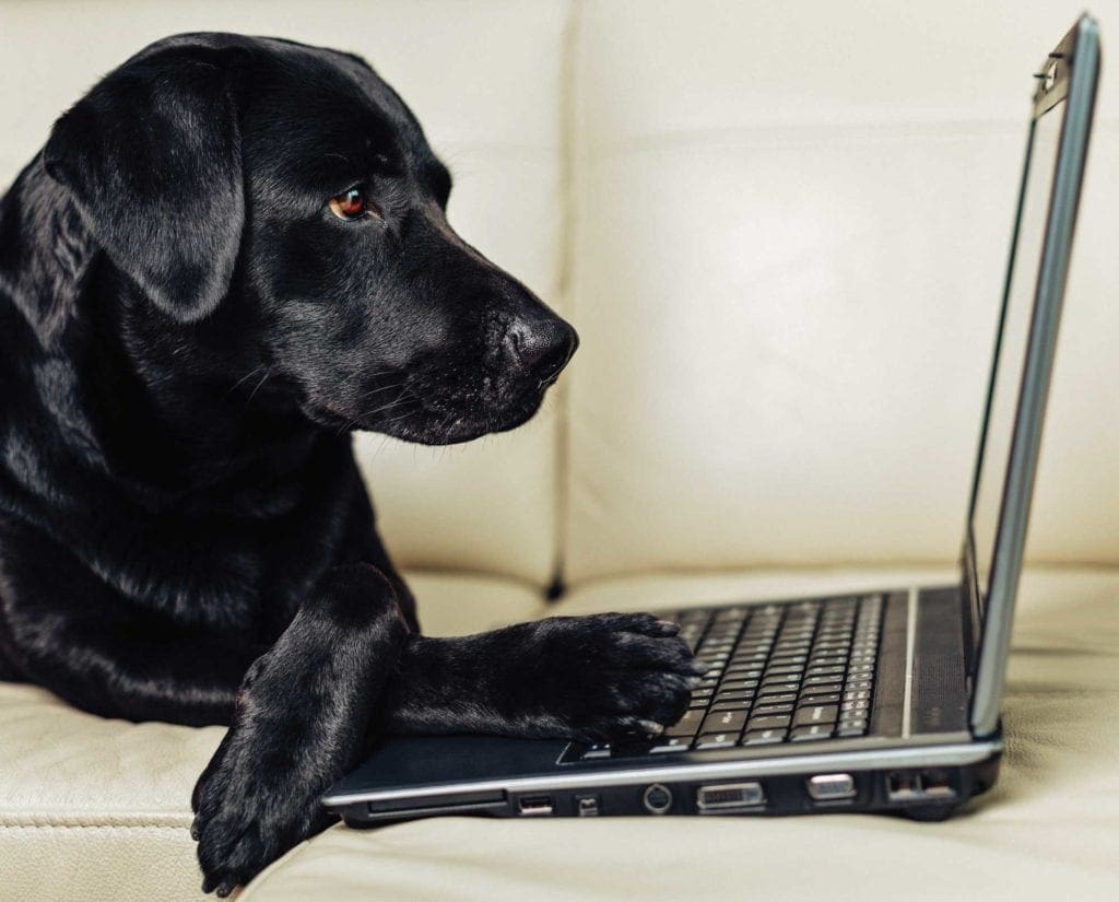 a bird dog works on a computer