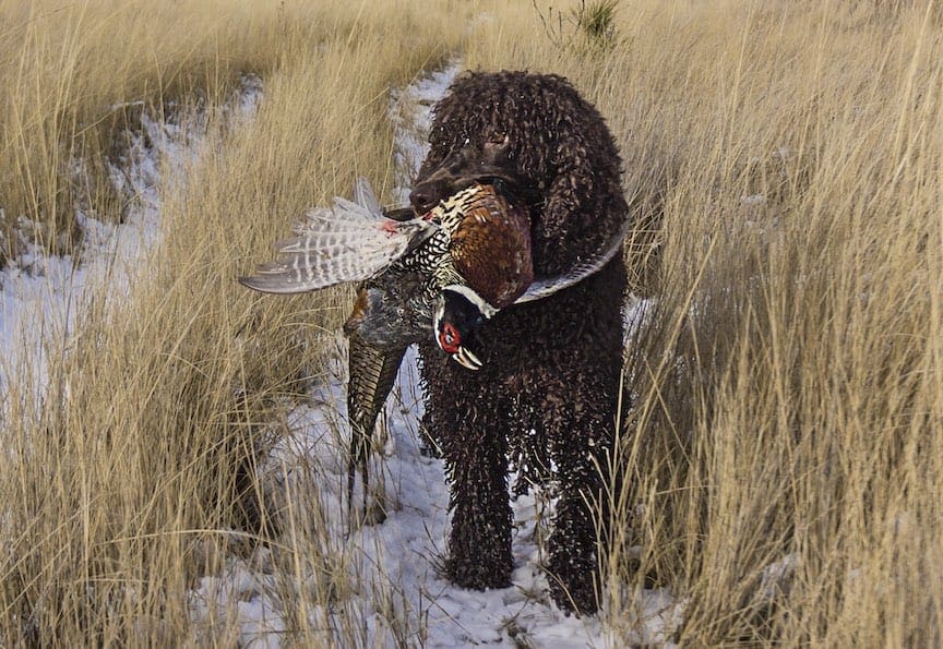 An Irish Water Spaniel retrieves a pheasant in the snow