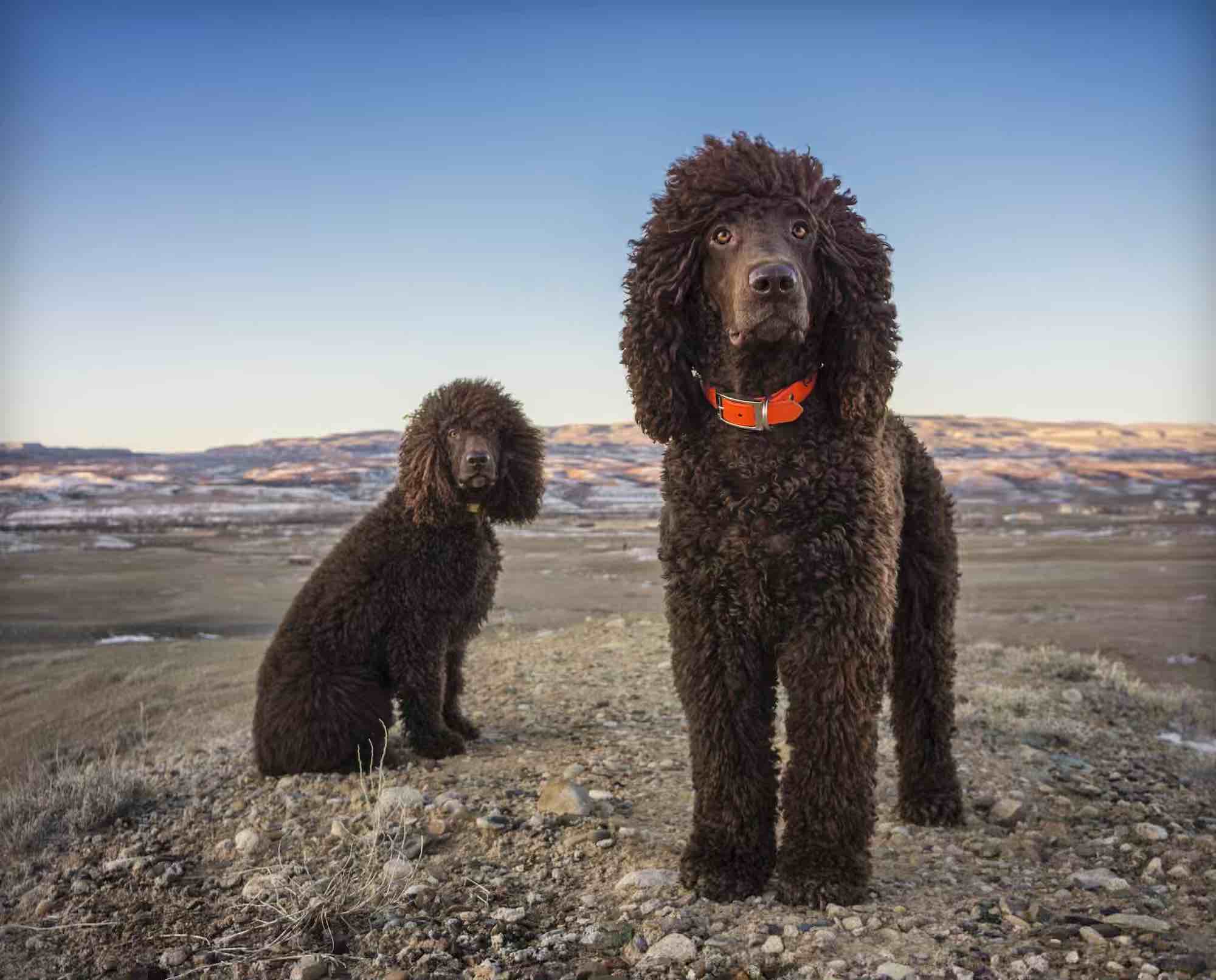 Irish Water Spaniel - Dog Breed History and Standards