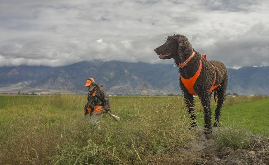A bird hunter works a field with his Irish Water Spaniel 
