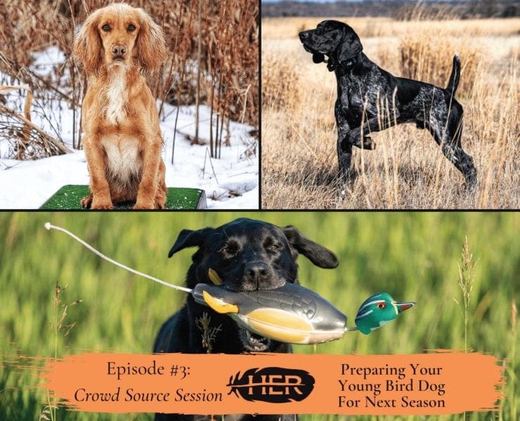 Various hunting dog puppies training for their hunting season.