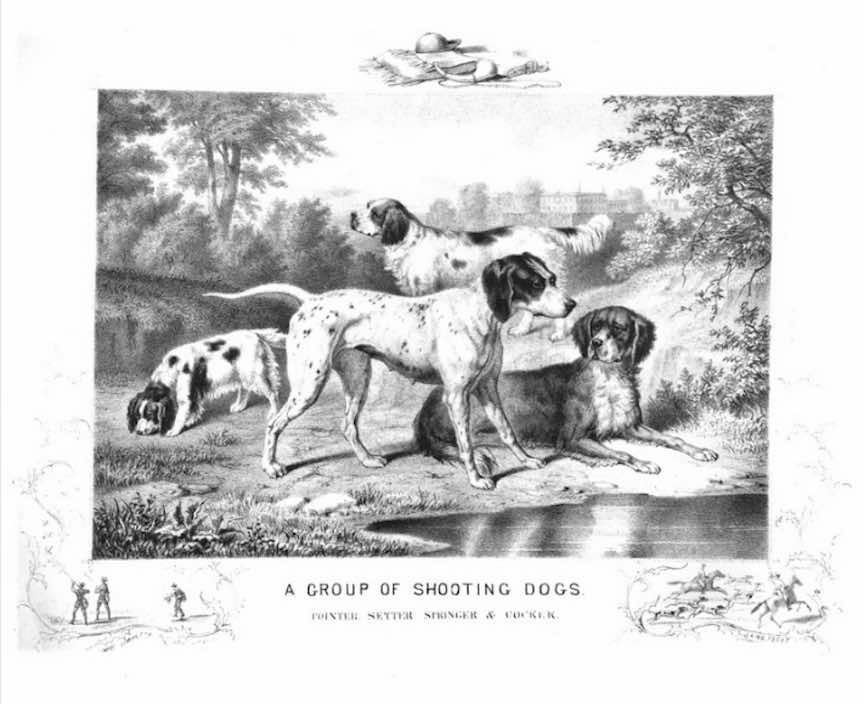 an engraving of earlygun dogs like setters and pointers