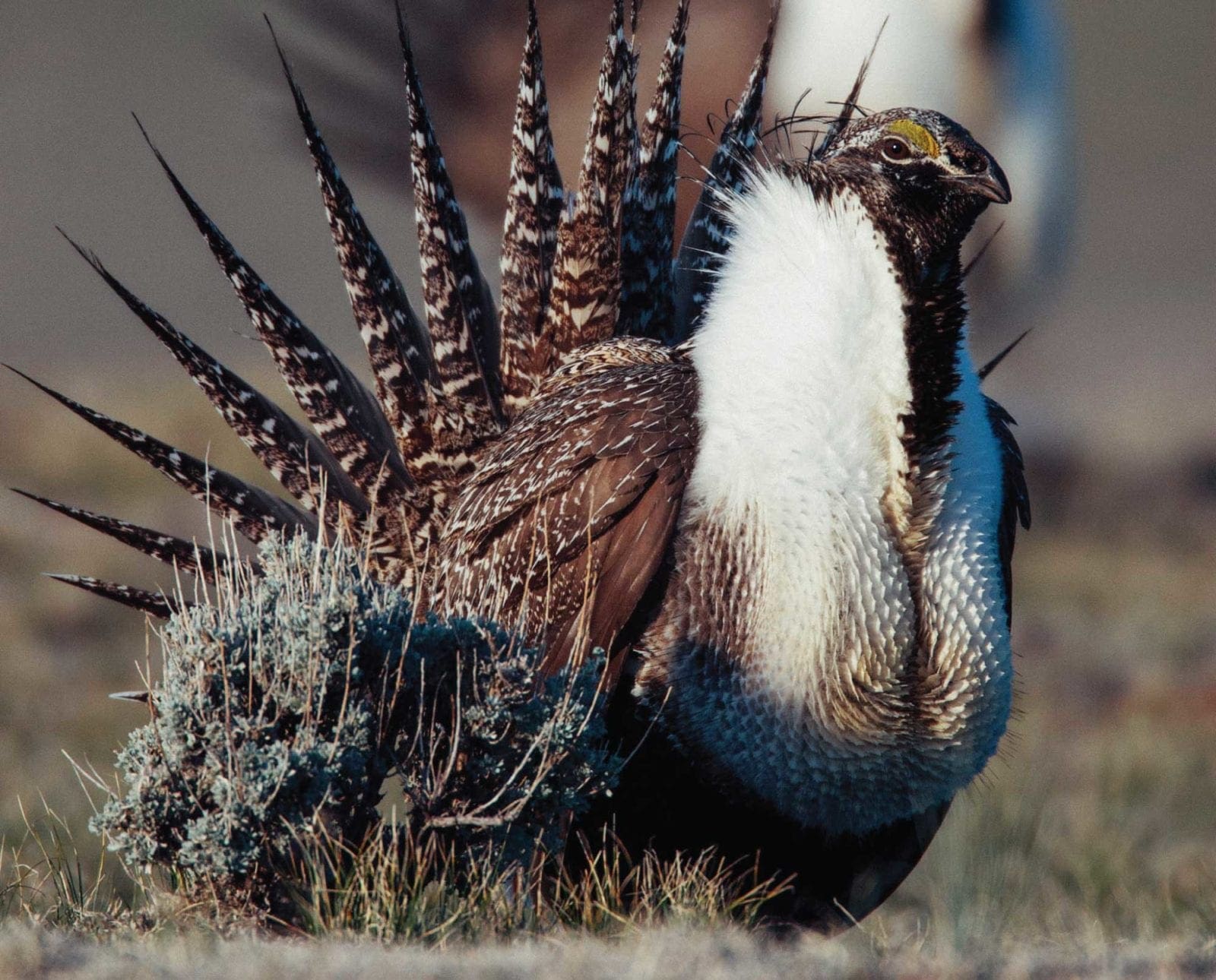 A male sage grouse displays on a lek in Wyoming.
