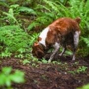 A hunting dog find s a truffle in the thick understory of the forest.