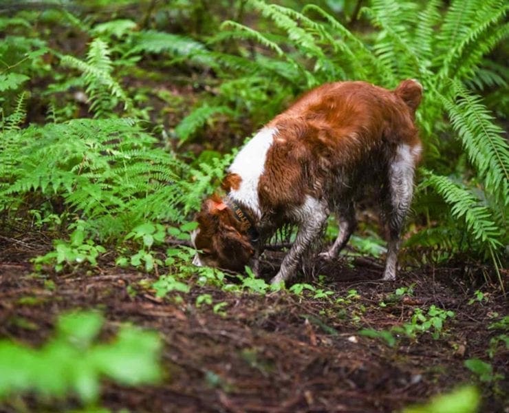 A hunting dog find s a truffle in the thick understory of the forest.