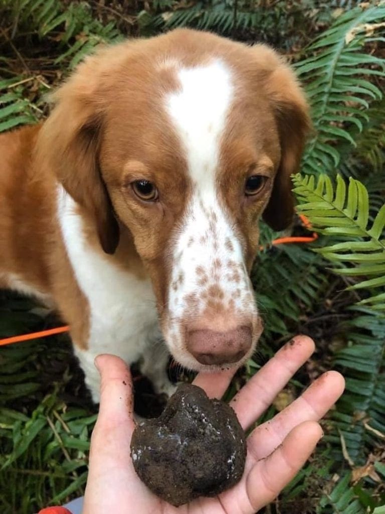 A Brittany hunting dog sniff a truffle it found. 