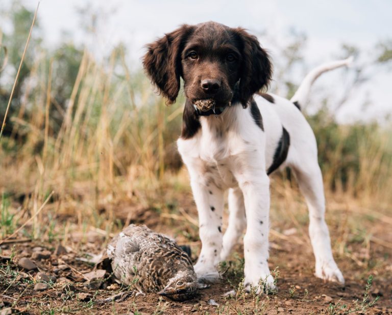 A bird dog puppy, a small munsterlander, next to a dusky grouse.