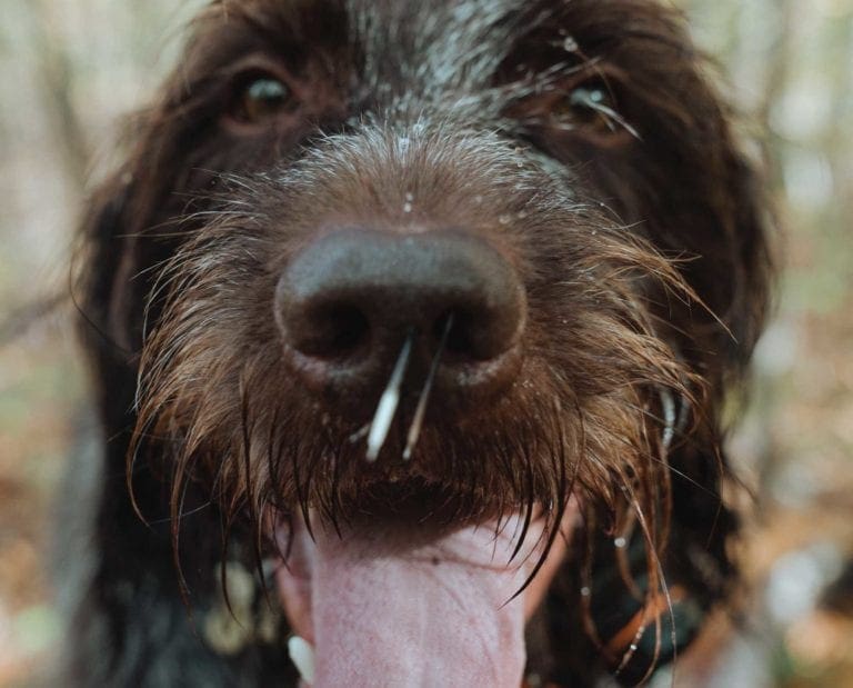 Dogs and Porcupines Quill Removal, FirstAid, and Training
