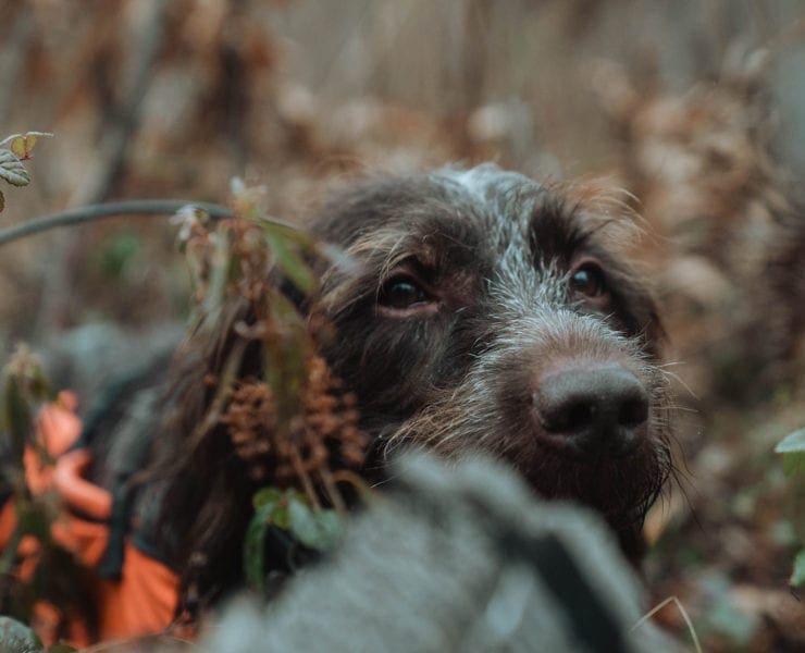 A Wirehaired pointing Griffon watches his owner handle a ruffed grouse.