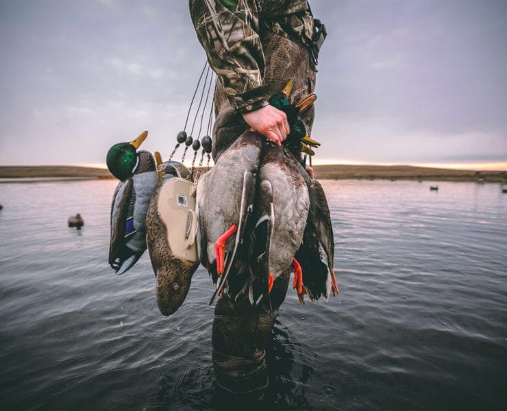 A duck hunter carries his decoys and harvested mallards