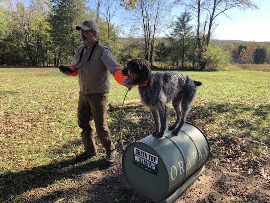 A bird dog is trained for steadiness on a whoa barrel