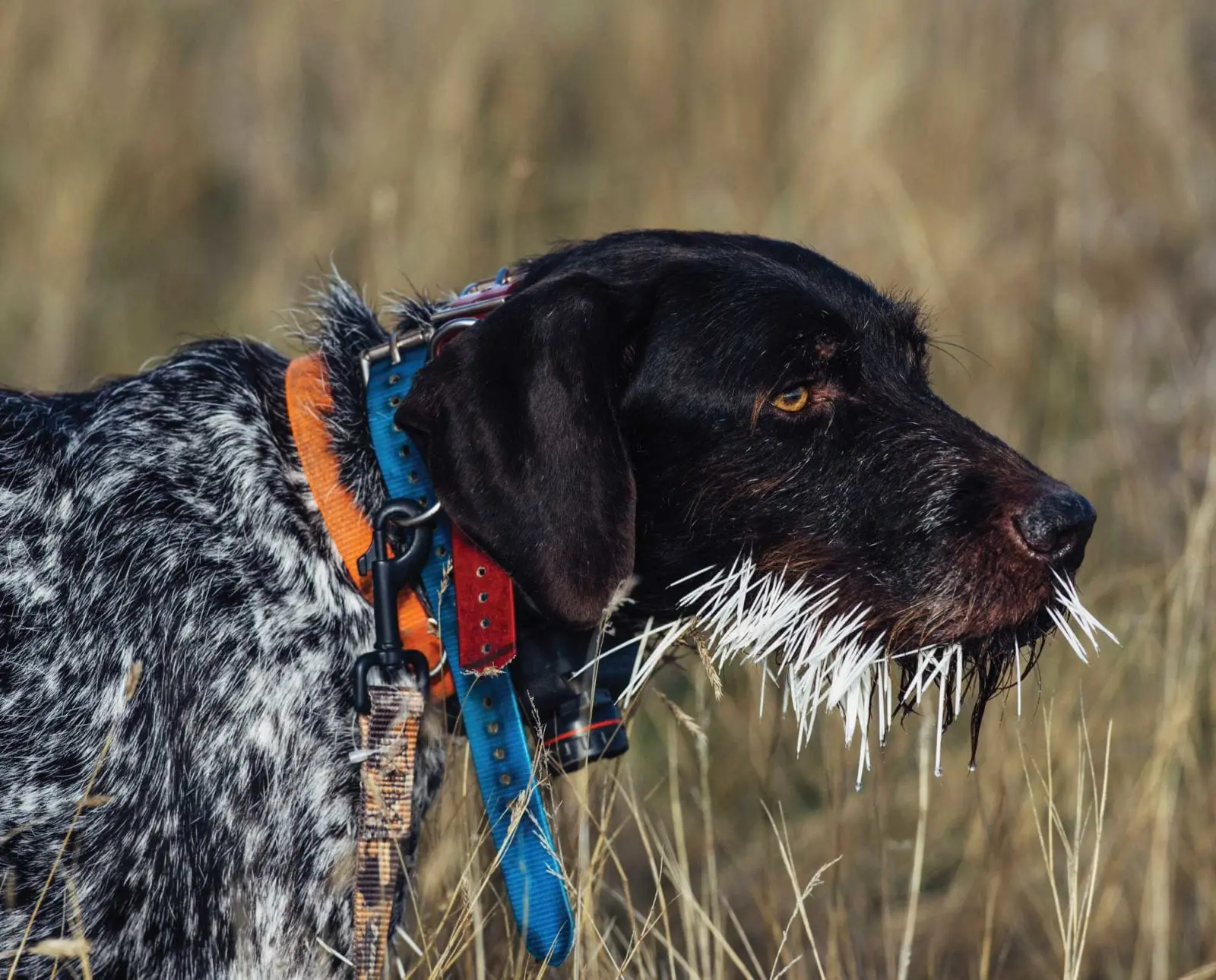 A dog's face covered in porcupine quills