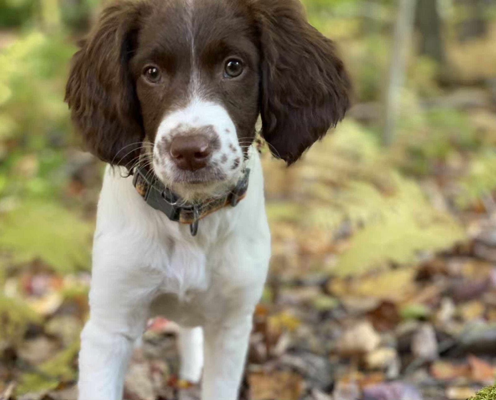 A Springer Spaniel puppy in a forest
