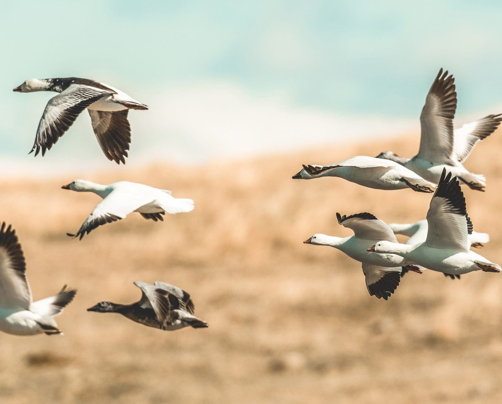 Snow geese take flight.